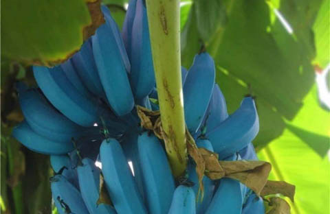 banane blu_blue_java_welovemercuri.jpg