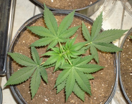 cannabis_indoor.jpg